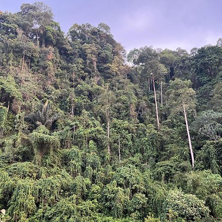 Ridho'S Homestay & Jungle Trekking Bukit Lawang Extérieur photo