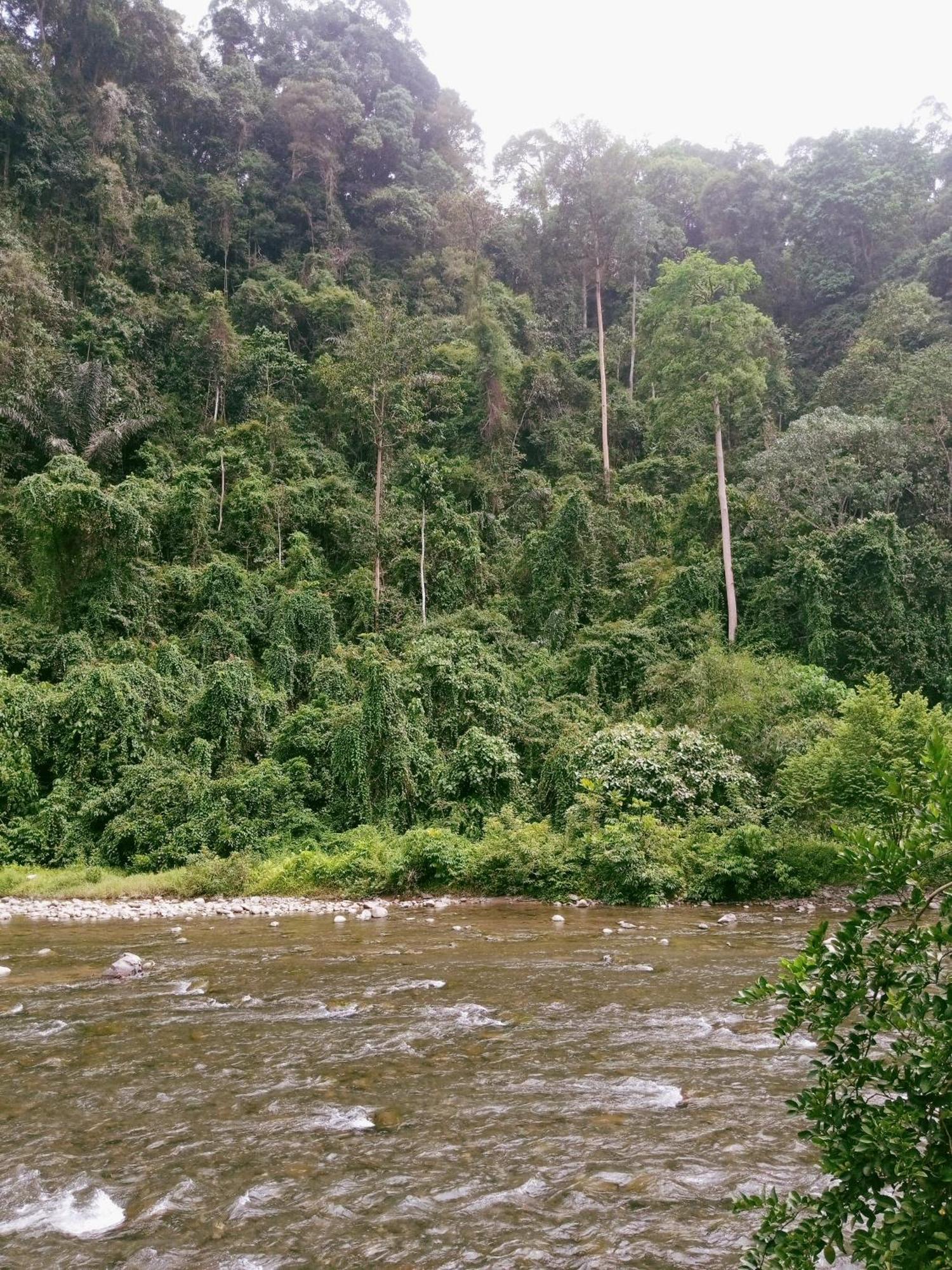 Ridho'S Homestay & Jungle Trekking Bukit Lawang Extérieur photo