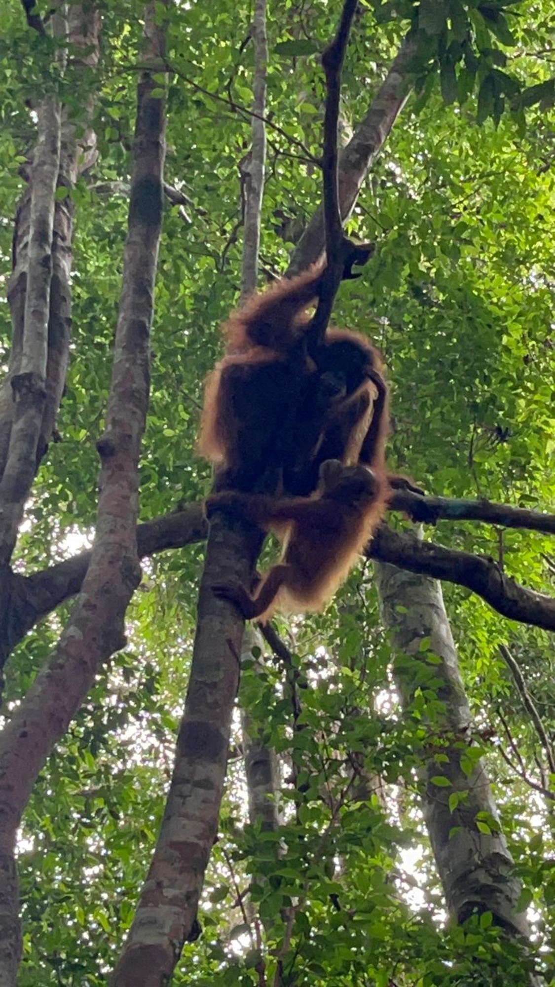 Ridho'S Homestay & Jungle Trekking Bukit Lawang Extérieur photo