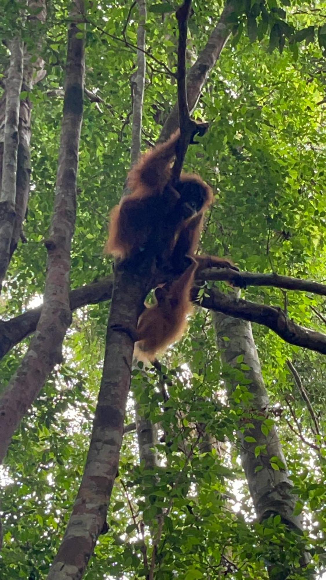 Ridho'S Homestay & Jungle Trekking Bukit Lawang Extérieur photo