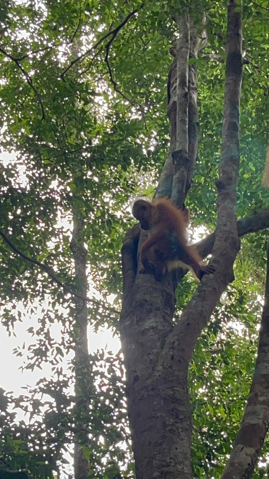 Ridho'S Homestay & Jungle Trekking Bukit Lawang Extérieur photo