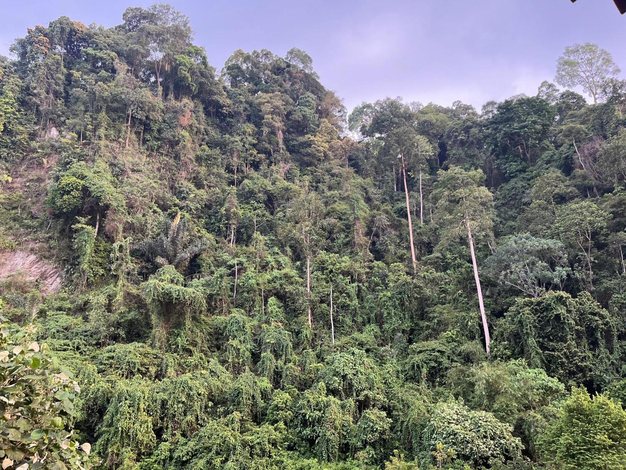 Ridho'S Homestay & Jungle Trekking Bukit Lawang Extérieur photo
