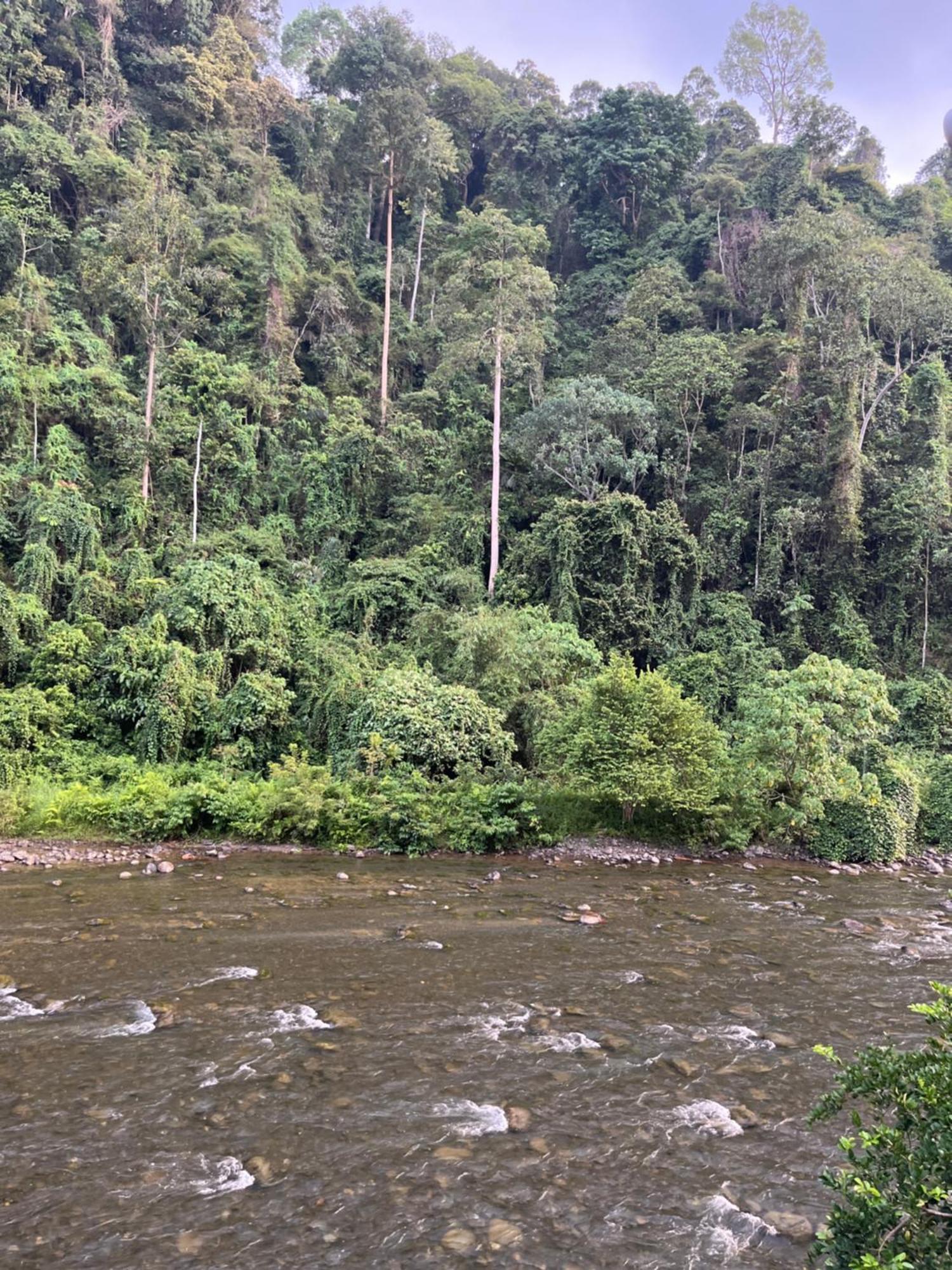 Ridho'S Homestay & Jungle Trekking Bukit Lawang Chambre photo
