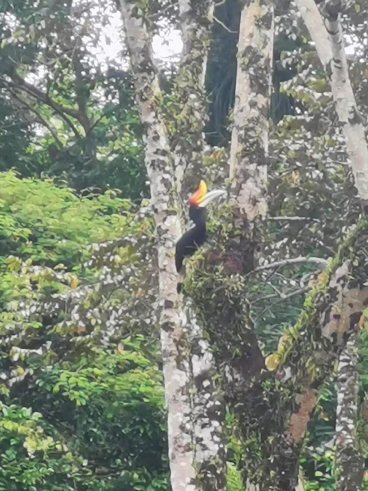 Ridho'S Homestay & Jungle Trekking Bukit Lawang Extérieur photo