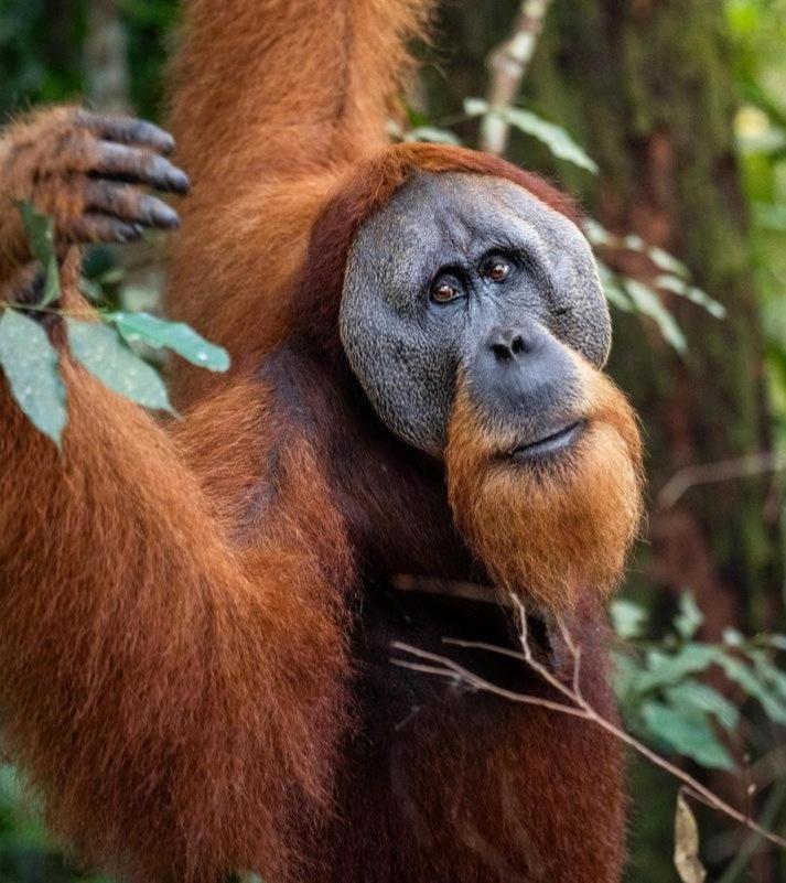 Ridho'S Homestay & Jungle Trekking Bukit Lawang Extérieur photo